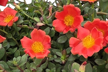 Mega orange thumb.png